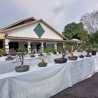 PT Timah Tbk Supports Bonsai And Aquascape Exhibition In West Bangka ...